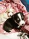 Jack Russell Terrier Puppies for sale in Manteca, CA, USA. price: NA