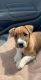 Jack Russell Terrier Puppies for sale in Davenport, IA, USA. price: NA