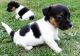 Jack Russell Terrier Puppies for sale in Chicago, IL, USA. price: $300