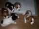 Jack Russell Terrier Puppies for sale in Henderson, KY 42420, USA. price: $585