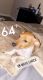 Jack Russell Terrier Puppies for sale in Murrieta, CA, USA. price: $1,500