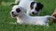 Jack Russell Terrier Puppies for sale in Kent, WA, USA. price: NA