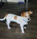 Jack Russell Terrier Puppies for sale in Chandler, AZ, USA. price: $400