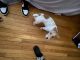 Jack Russell Terrier Puppies for sale in The Bronx, NY, USA. price: NA