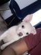 Jack Russell Terrier Puppies for sale in Trenton, NJ, USA. price: NA