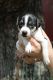 Jack Russell Terrier Puppies for sale in Hartville, MO 65667, USA. price: NA