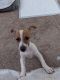 Jack Russell Terrier Puppies for sale in Las Vegas, NV, USA. price: $2,000