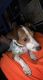Jack Russell Terrier Puppies for sale in Atglen, PA, USA. price: NA