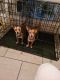 Jack Russell Terrier Puppies for sale in Flowery Branch, GA, USA. price: NA