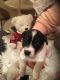 Jack Russell Terrier Puppies for sale in California City, CA, USA. price: $600