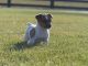 Jack Russell Terrier Puppies for sale in Rochester, IN 46975, USA. price: NA
