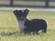 Jack Russell Terrier Puppies for sale in Rochester, IN 46975, USA. price: $700