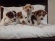 Jack Russell Terrier Puppies for sale in Stockton, CA 95207, USA. price: NA