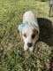 Jack Russell Terrier Puppies for sale in Lake View Terrace, CA 91342, USA. price: $250