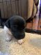 Jack Russell Terrier Puppies for sale in Lakeland, FL, USA. price: NA