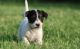 Jack Russell Terrier Puppies for sale in Carol City, FL 33056, USA. price: $500
