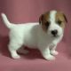 Jack Russell Terrier Puppies for sale in Ontario, CA, USA. price: $500