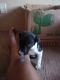 Jack Russell Terrier Puppies for sale in Oak Grove, MN 55303, USA. price: $475
