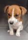 Jack Russell Terrier Puppies for sale in Port Washington, NY, USA. price: $1,600
