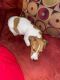 Jack Russell Terrier Puppies for sale in Silver Spring, MD, USA. price: $1,300