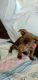 Jack Russell Terrier Puppies for sale in Sacramento, CA 95823, USA. price: $80