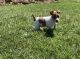 Jack Russell Terrier Puppies for sale in 52 Pennsy Rd, New Providence, PA 17560, USA. price: NA