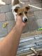 Jack Russell Terrier Puppies for sale in Miami, FL 33189, USA. price: $1,500