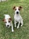 Jack Russell Terrier Puppies for sale in Hurst, TX, USA. price: $1,200