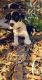Jack Russell Terrier Puppies for sale in Orlando, FL 32822, USA. price: NA