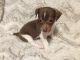 Jack Russell Terrier Puppies for sale in Midland, MI, USA. price: NA