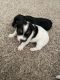 Jack Russell Terrier Puppies for sale in Richmond, VA 23294, USA. price: $600