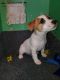Jack Russell Terrier Puppies for sale in Columbus, IN 47201, USA. price: NA