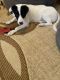 Jack Russell Terrier Puppies for sale in Orland Hills, IL, USA. price: $600