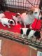 Jack Russell Terrier Puppies for sale in ON-401, Ontario, Canada. price: NA