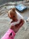 Jack Russell Terrier Puppies for sale in Fremont, CA, USA. price: $300