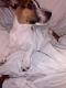 Jack Russell Terrier Puppies for sale in Woodbridge, VA 22193, USA. price: $1,000