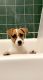 Jack Russell Terrier Puppies for sale in Boston, MA 02135, USA. price: $1,800