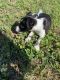 Jack Russell Terrier Puppies for sale in Duluth, GA 30096, USA. price: $300