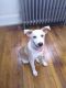 Jack Russell Terrier Puppies for sale in Union, NJ, USA. price: NA