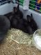 Jackrabbit Rabbits