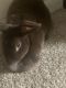Jackrabbit Rabbits for sale in Takoma Park, MD 20912, USA. price: NA