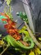 Jacksons Chameleon Reptiles for sale in Denver, CO, USA. price: NA