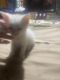 Japanese Bobtail Cats for sale in Oakhurst, CA 93644, USA. price: NA