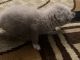 Japanese Bobtail Cats for sale in Jacksonville, FL, USA. price: $650