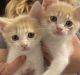 Japanese Bobtail Cats for sale in Crockett, TX 75835, USA. price: $2,000