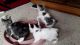 Japanese Bobtail Cats for sale in Indianapolis, IN, USA. price: NA