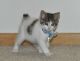 Japanese Bobtail Cats for sale in San Francisco, CA, USA. price: NA
