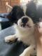 Japanese Chin Puppies for sale in New Port Richey, FL, USA. price: $300