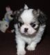 Japanese Chin Puppies for sale in Ottertail, MN 56571, USA. price: NA
