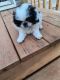 Japanese Chin Puppies for sale in Laurens County, SC, USA. price: NA